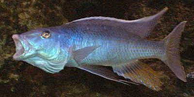 Champsochromis caeruleus yawning,
photo © by Frank Panis used by permission