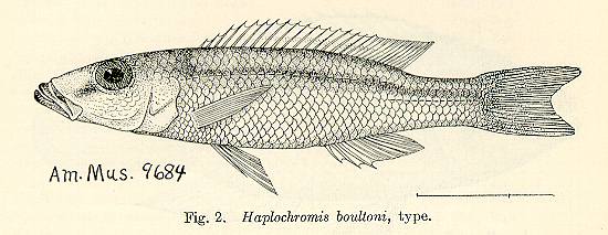 Champsochromis caeruleus, drawing from Nichols & LaMonte (1931)