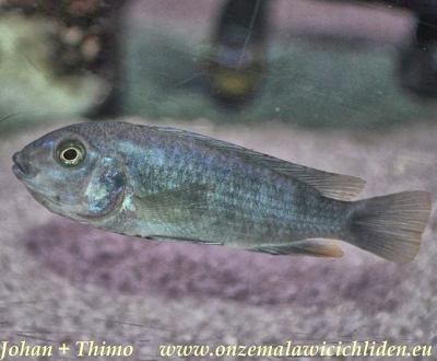Chindongo minutus, female. Photo © by Johan Groffen; used by permission