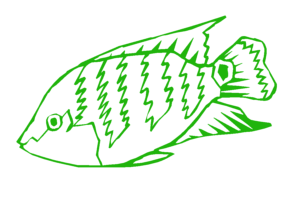 drawing of a cichlid