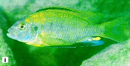 Cyathochromis obliquidens, photo from Ribbink et al. (1983)