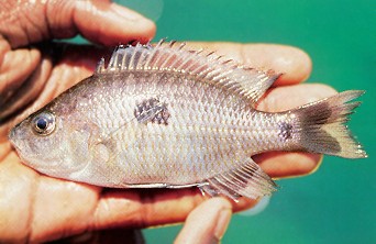 Copadichromis geertsi, female, photo by
Ad Konings, from Konings (1999), used by permission