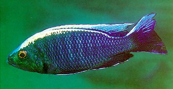 Copadichromis ilesi, male, photo by Ad Konings,
from Konings (1999), used by permission