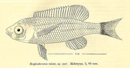 Copadichromis mloto Iles, drawing of holotype