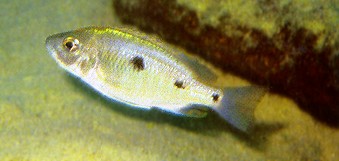 Copadichromis trewavasae, female, photo by Ad Konings,
from Konings (1999), used by permission
