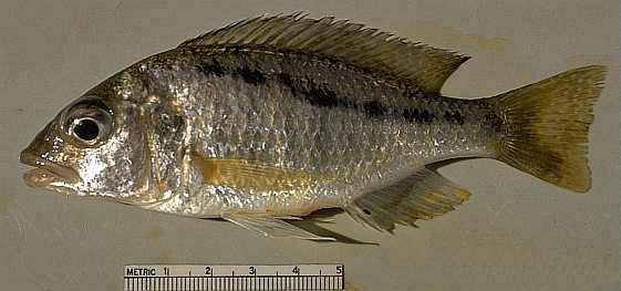 Corematodus
taeniatus; photo copyright © 1997 by M. K. Oliver