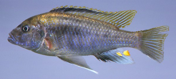 Cyathochromis obliquidens,
photo copyright © by M. K. Oliver