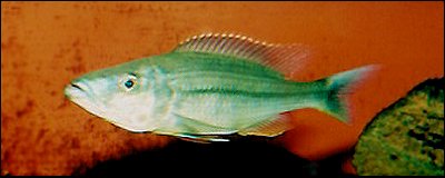 Dimidiochromis dimidiatus, male;
photo by C.K. Larsen, by permission