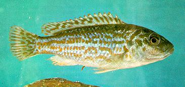 Labidochromis joanjohnsonae, female (holotype of the synonymous Melanochromis exasperatus);
photo by Dr. H. R. Axelrod, from Burgess (1976a)