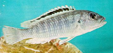 Labidochromis joanjohnsonae, male (paratype of the synonymous Melanochromis exasperatus);
photo by Dr. H. R. Axelrod, from Burgess (1976a)