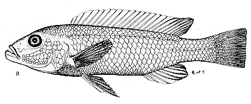 Genyochromis mento. From Ribbink et al. (1983)