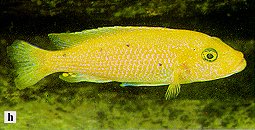 Genyochromis mento, photo from Ribbink et al. (1983)