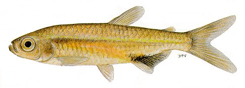 Hemigrammopetersius barnardi, an alestiid characin
found in Lake Malawi; illustration from Skelton (1993), used by permission
of P.H. Skelton