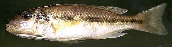 Taeniochromis holotaenia female or immature male, trawled in the SE arm. Photo copyright © by M.K. Oliver