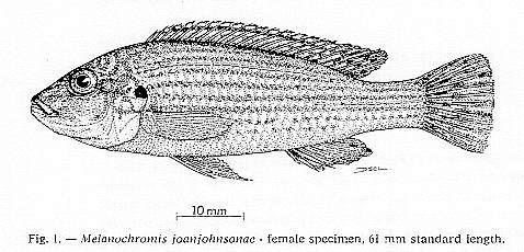 Labidochromis joanjohnsonae, female; drawing from Lewis (1980)