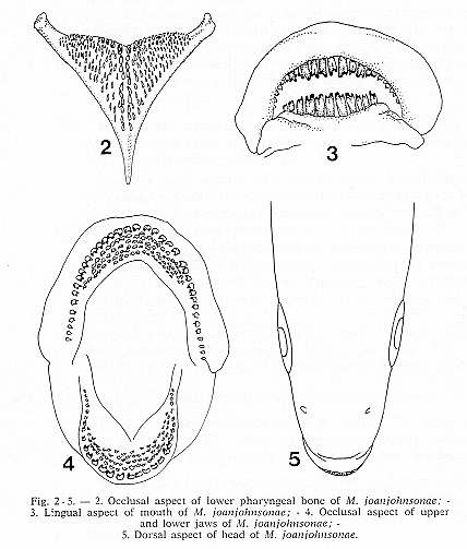 Labidochromis joanjohnsonae, details; drawing from Lewis (1980)