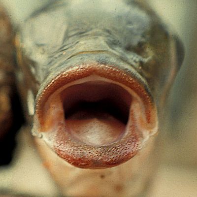 Jaws of Oreochromis karongae, photo © by G.F. Turner