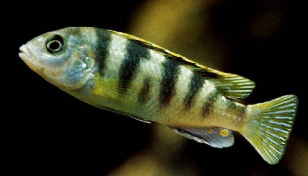Labidochromis sp. `perlmutt', photo by Georg Mittenecker