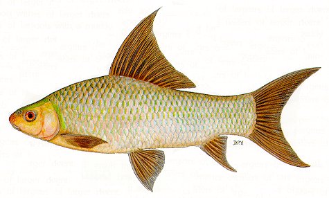 Labeo altivelis, a cyprinid
found in Lake Malawi; illustration from Skelton (1993), used by permission
of P.H. Skelton