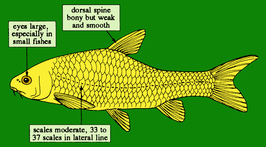 Labeobarbus brevicauda, a large minnow found in Lake Malawi. Colored figure by M.K. Oliver based on drawing by P. Lastrico (FAO), used by permission of the Food and Agriculture Organization of the United Nations