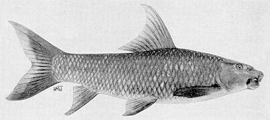 Labeo cylindricus, a cyprinid
found in Lake Malawi; black & white illustration from Jubb (1967),
used by permission of A. A. Balkema Publishers