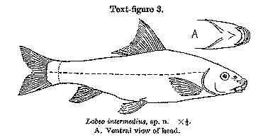 Labeo worthingtoni, a cyprinid
found in Lake Malawi; illustration from Worthington (1933)