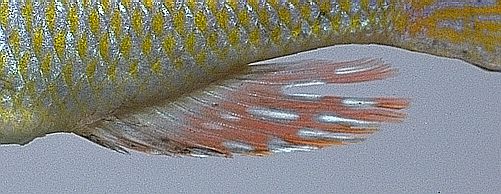 Mylochromis lateristriga, anal fin, photo
copyright © 1997 by M. K. Oliver