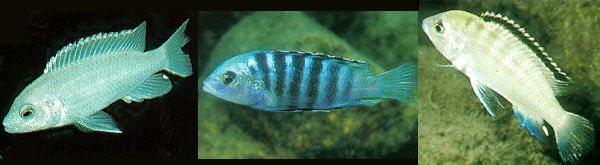 labidochromis caeruleus albino