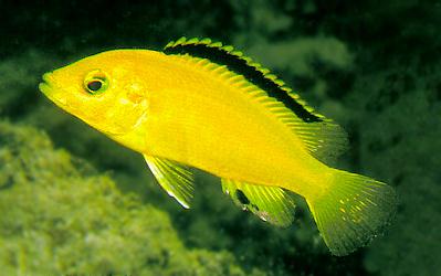 Photo of yellow Labidochromis caeruleus by
Ad Konings