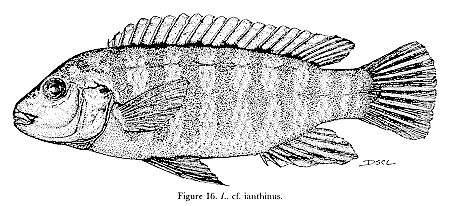 Labidochromis cf. ianthinus, drawing from Lewis (1982)