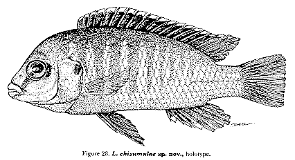 Labidochromis chisumulae, drawing from Lewis (1982)