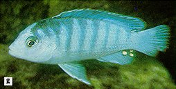 Labidochromis chisumulae, photo from Ribbink et al. (1983)