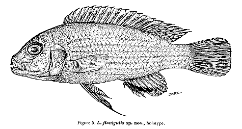 Labidochromis flavigulis, holotype; from Lewis (1982)