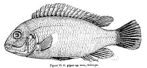 Labidochromis gigas, holotype; from Lewis (1982)