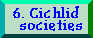 Cichlid societies