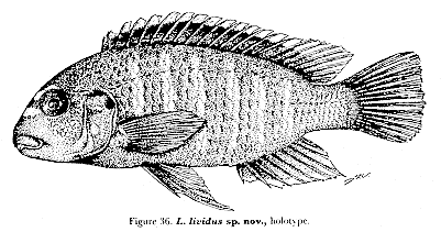 Labidochromis lividus, holotype; figure from Lewis (1982)