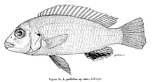 Labidochromis pallidus, holotype; from Lewis (1982)