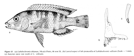 Labidochromis shiranus, photo from Ribbink et al. (1983)