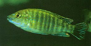 Labidochromis shiranus, photo by Ad Konings