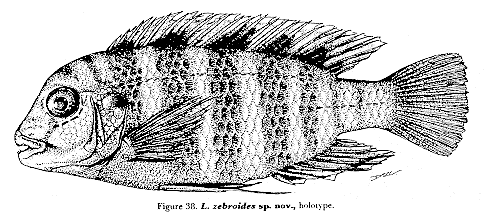 Labidochromis zebroides; drawing from Lewis (1982)