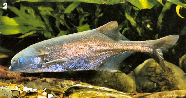 Marcusenius nyasensis, a mormyrid
found in Lake Malawi; photo by Dr. Lothar Seegers