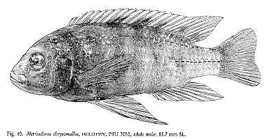 Maylandia chrysomallos, illustration from Stauffer et al. (1997)