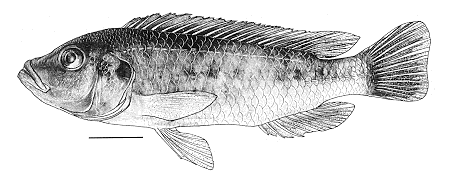 Melanochromis benetos, holotype; illustration from Bowers & Stauffer (1997)