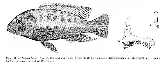 Pseudotropheus brevis, drawings from Ribbink et al. (1983)