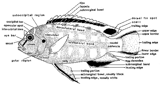 Diagram: Mbuna coloration terminology