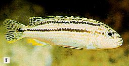 Melanochromis dialeptos, photo from Ribbink et al. (1983)