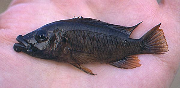 subadult Abactochromis labrosus; photo © by M. K. Oliver
