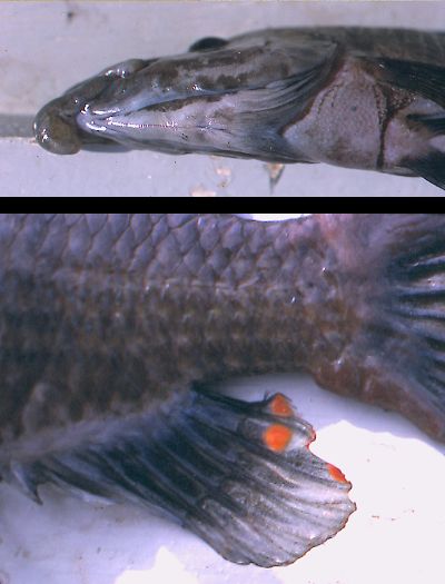 Abactochromis labrosus, ventral head and anal fin; photos © by M. K. Oliver