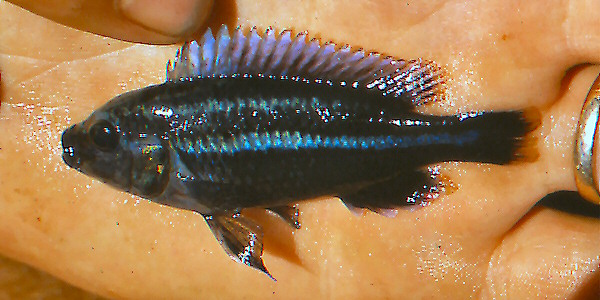 Melanochromis vermivorus, photo copyright © 2001 by M. K. Oliver