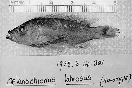 Abactochromis labrosus, holotype; photo © by M. K. Oliver